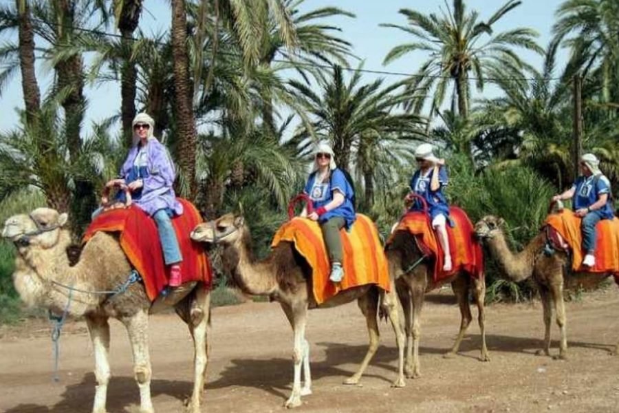 1 Hour Camel Riding In Palmeraie